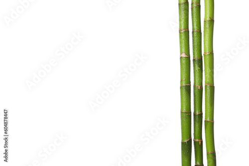 PNG  Concept of plant - bamboo  isolated on white background