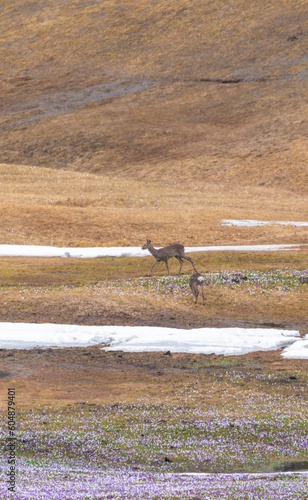 Two wild deer on an alpine meadow with snowfields.