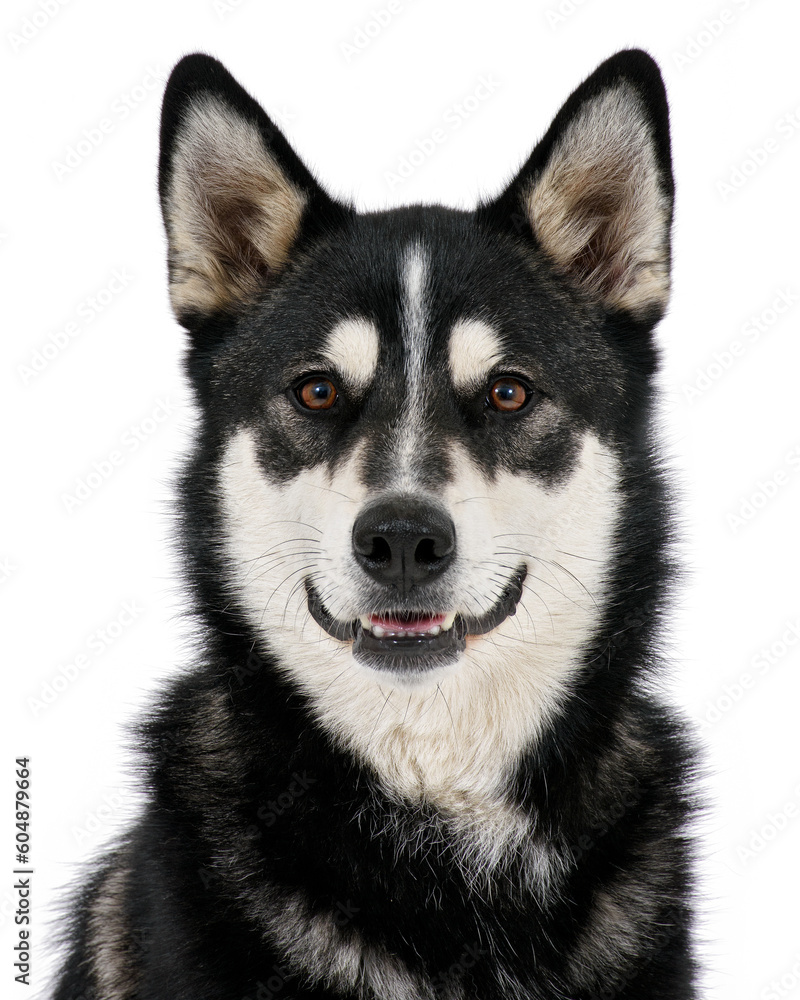 Dog head on white background png 