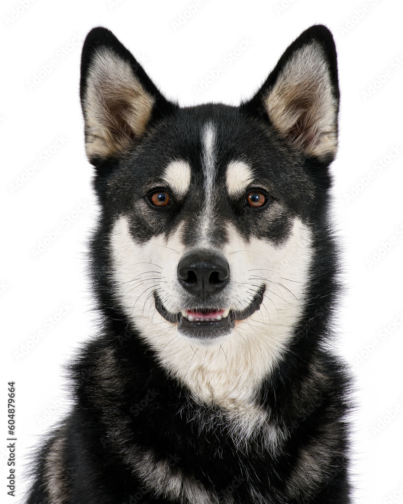 Dog head on white background png Dog head on white background png