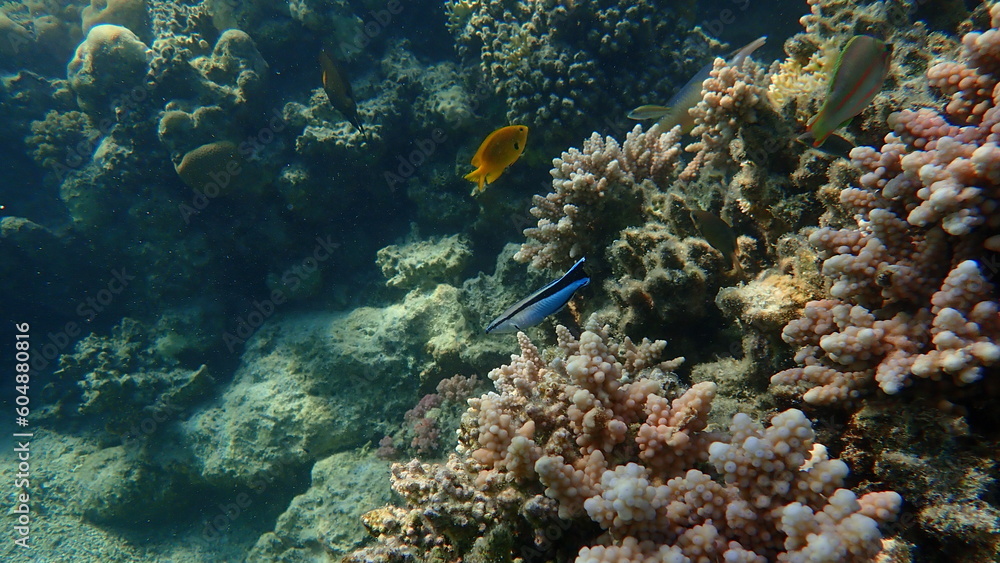 Cleaner wrasse or bluestreak cleaner wrasse (Labroides dimidiatus) undersea, Red Sea, Egypt, Sharm El Sheikh, Nabq Bay