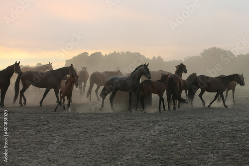 A herd of horses in a field in the dust at sunset