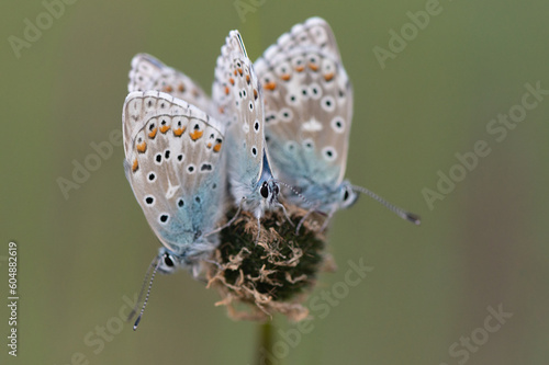 Polyommatus bellargus - Lysandra bellargus - Adonis Blue - Azuré bleu-céleste