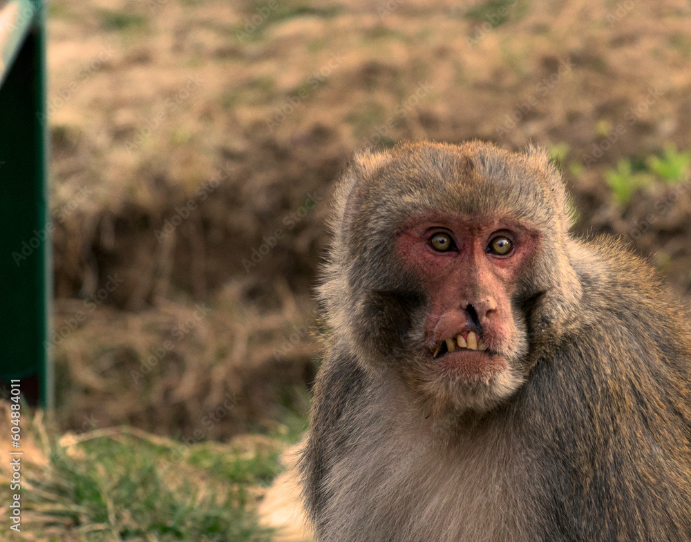 a shot of a monkey with a damaged face a shot of a monkey with a damaged face