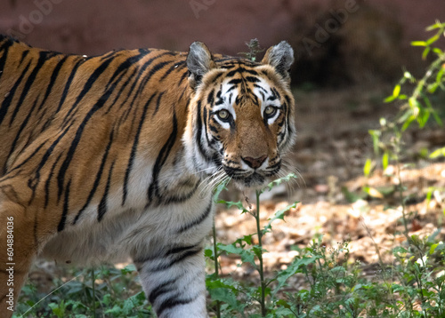 shot of an Indian tiger at a zoo