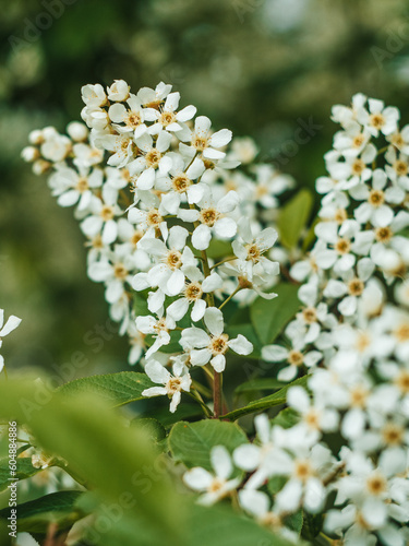 Flowering shrub, tree with white flowers. Eve bush with white flowers. Close-up of flowers and blurred background.