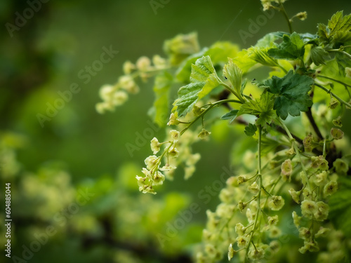 Flowering shrub, tree with green flowers. Spring, bunch of currant bush flower. Close-up of flowers and blurred background.