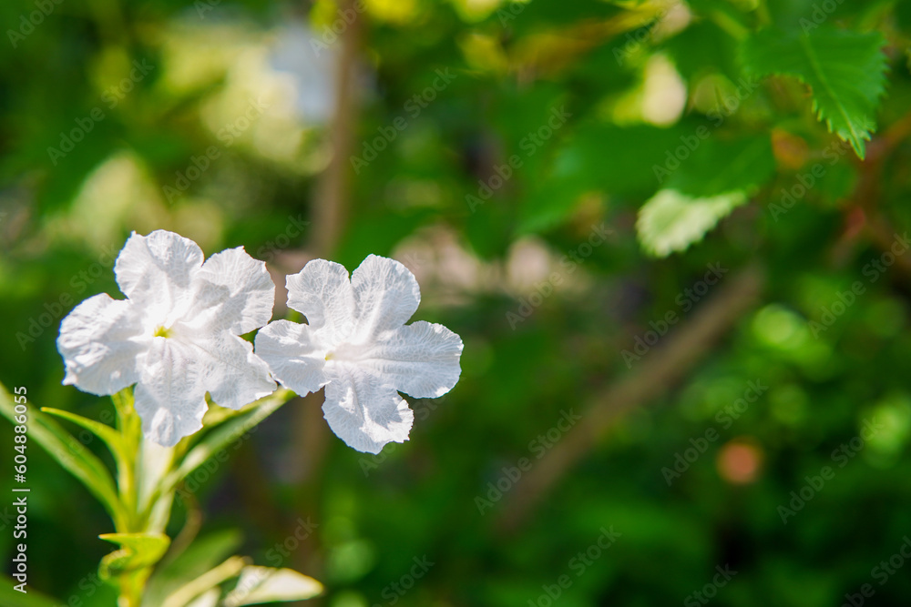 two white flowers in soft sunlight with blurred green leaf background. two white flowers in soft sunlight with blurred green leaf background.