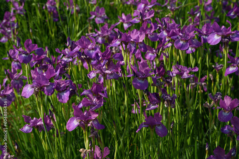 Flowers at the Biblioteca degli Alberi, Milan, Italy Flowers at the Biblioteca degli Alberi, Milan, Italy