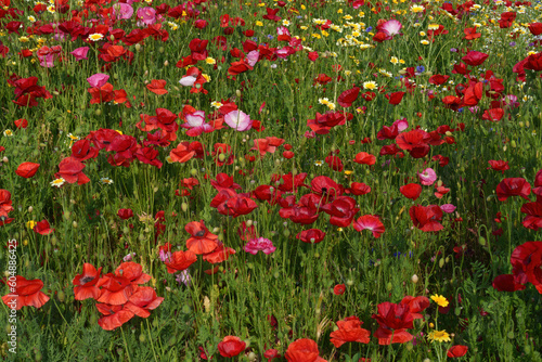 Flowers at the Biblioteca degli Alberi  Milan  Italy