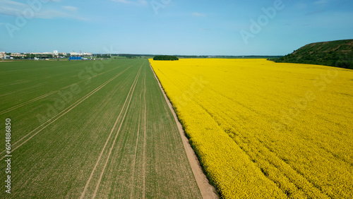 Border of two fields. Blooming yellow rapeseed and cereal sprouts. A city is visible on the horizon. Aerial photography. © f2014vad