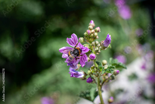 abeja libando en una flor de malva