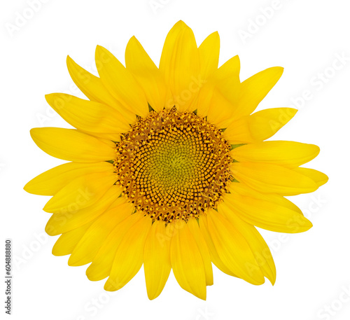 Yellow sunflower solated on...