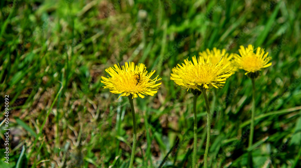 A yellow flowering plant called Jastrzębiec Kosmaczek found on sunny lawns in the city of Bialystok in Podlasie, Poland. A yellow flowering plant called Jastrzębiec Kosmaczek found on sunny lawns in the city of Bialystok in Podlasie, Poland.