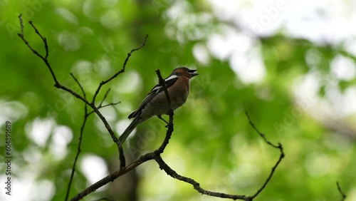4K video with a Common chaffinch bird (Fringilla coelebs) singing on a brench on top of a tree from a beautiful forest. Spring birds video.