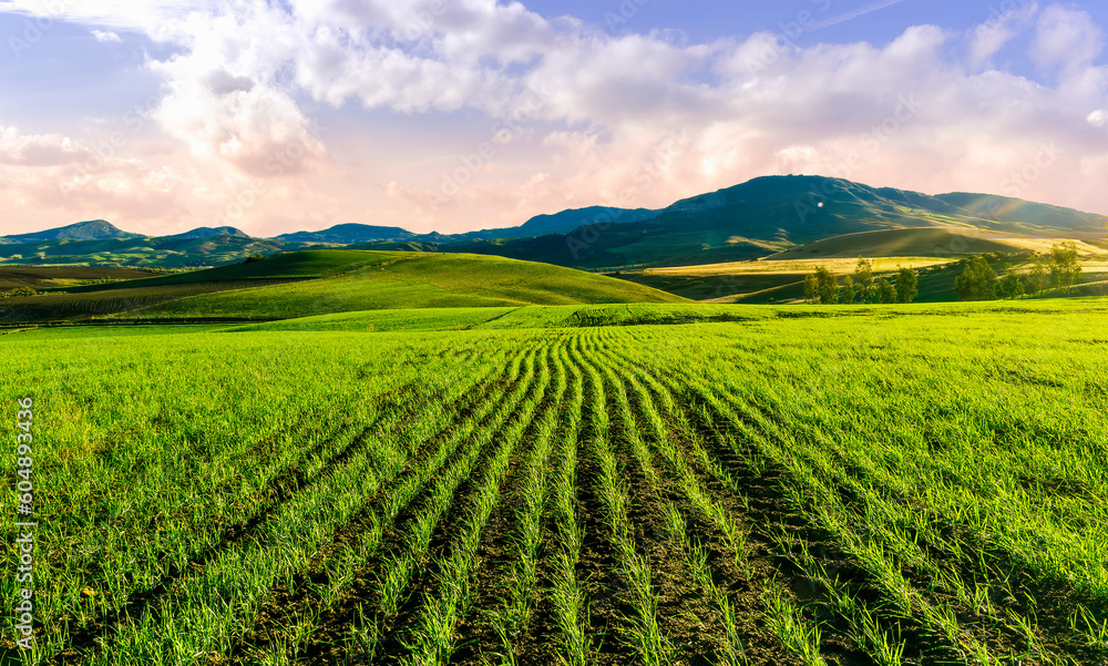 Scenic view at beautiful spring day in a green shiny field with rows of young salad growing sprouts , deep blue cloudy sky on a background , summer valley landscape