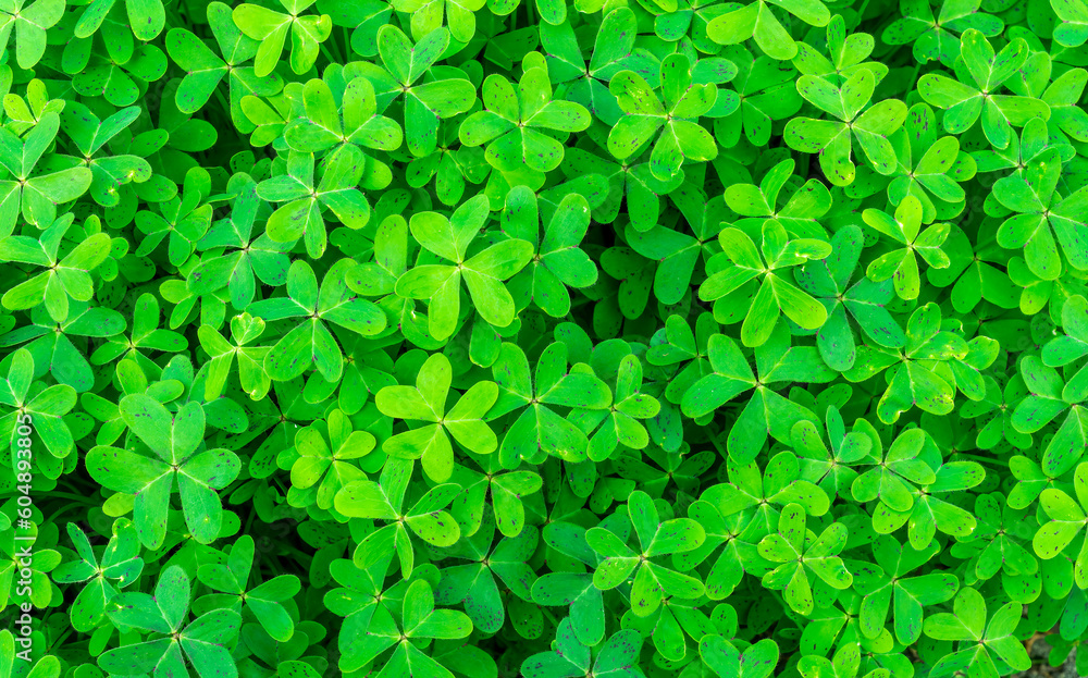 green garden clover texture closeup, forest nature background pattern of shamrock, spring fresh trefoil green ground backdrop macro green garden clover texture closeup, forest nature background pattern of shamrock, spring fresh trefoil green ground backdrop macro