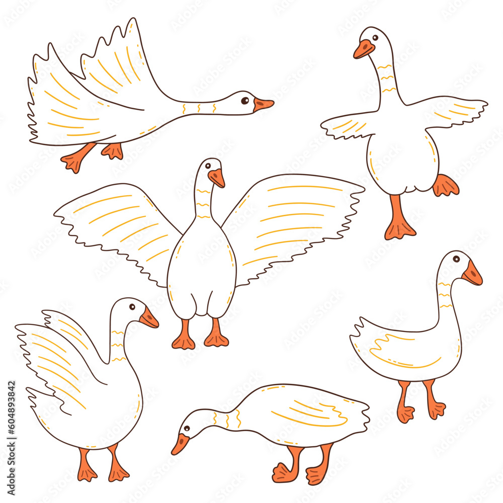 Fototapeta premium White geese in different poses. Wild or household birds, farming. Poultry. Colorful vector isolated illustration hand drawn doodle