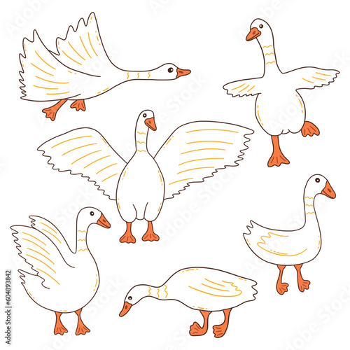 White geese in different poses. Wild or household birds, farming. Poultry. Colorful vector isolated illustration hand drawn doodle