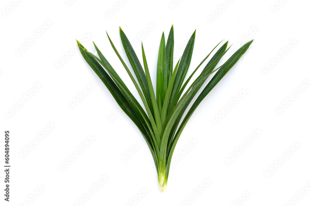 Green pandan leaves on white background. Green pandan leaves on white background.