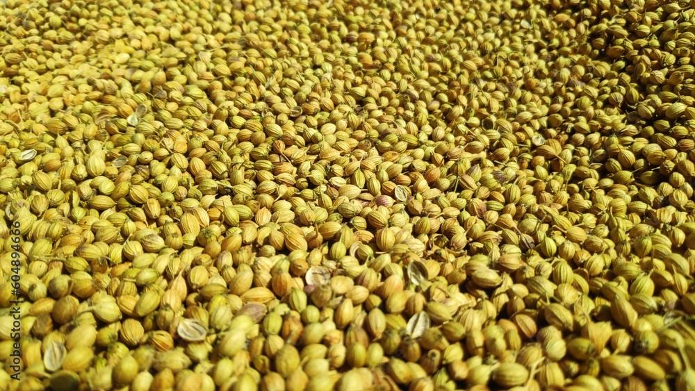 Whole coriander seeds placed under sun light. Whole coriander seeds placed under sun light.