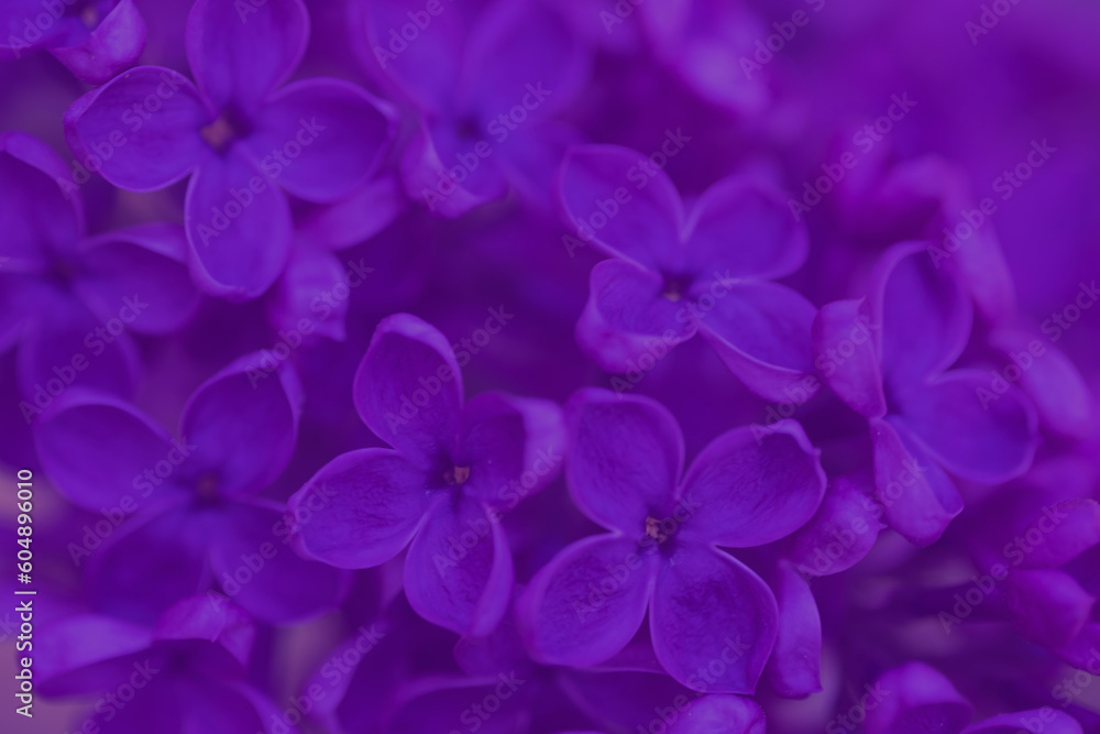 Bright pink lilac blooming with flowers and buds close up, soft lilac, pink flowers mauve, art beautiful bokeh, close up of lilac flowers, lilac flowers on a branch, Pink mulberry flowering background Bright pink lilac blooming with flowers and buds close up, soft lilac, pink flowers mauve, art beautiful bokeh, close up of lilac flowers, lilac flowers on a branch, Pink mulberry flowering background