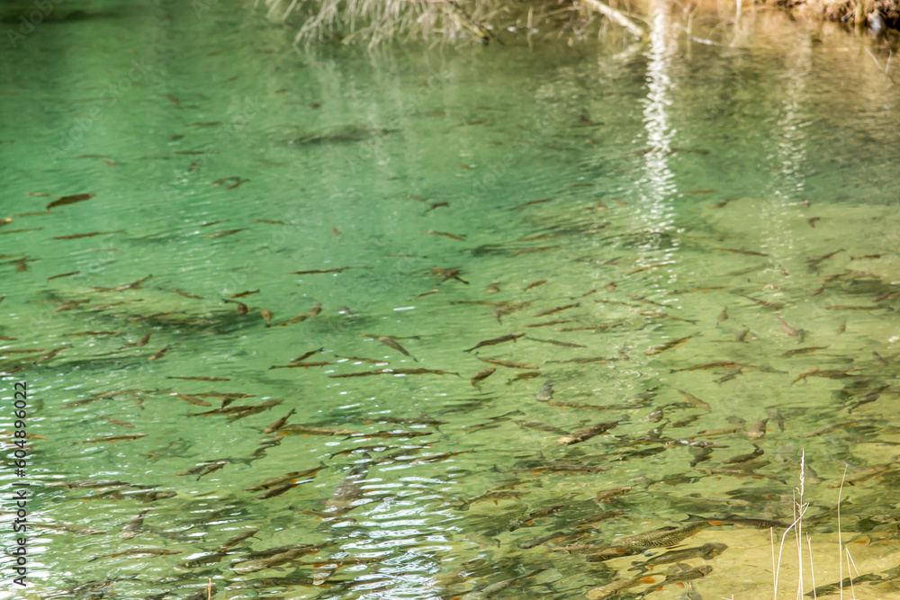Park Grodek in Jaworzno in Poland, i.e. Polish Maldives (large amounts of fish).