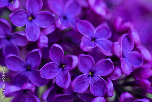 Bright pink lilac blooming with flowers and buds close up, soft lilac, pink flowers mauve, art beautiful bokeh, close up of lilac flowers, lilac flowers on a branch, Pink mulberry flowering background © Анна Климчук