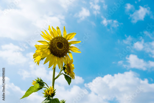 Single sunflower on sky background