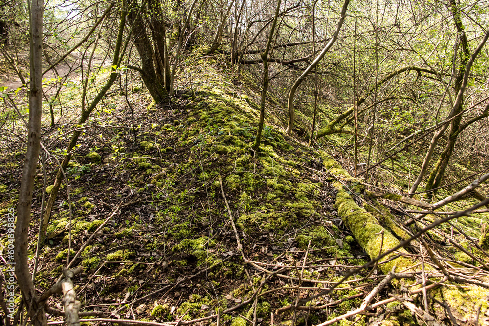 Fototapeta premium Green mosses and lichens in a bushy part of the Grodek park in Jaworzno, Poland