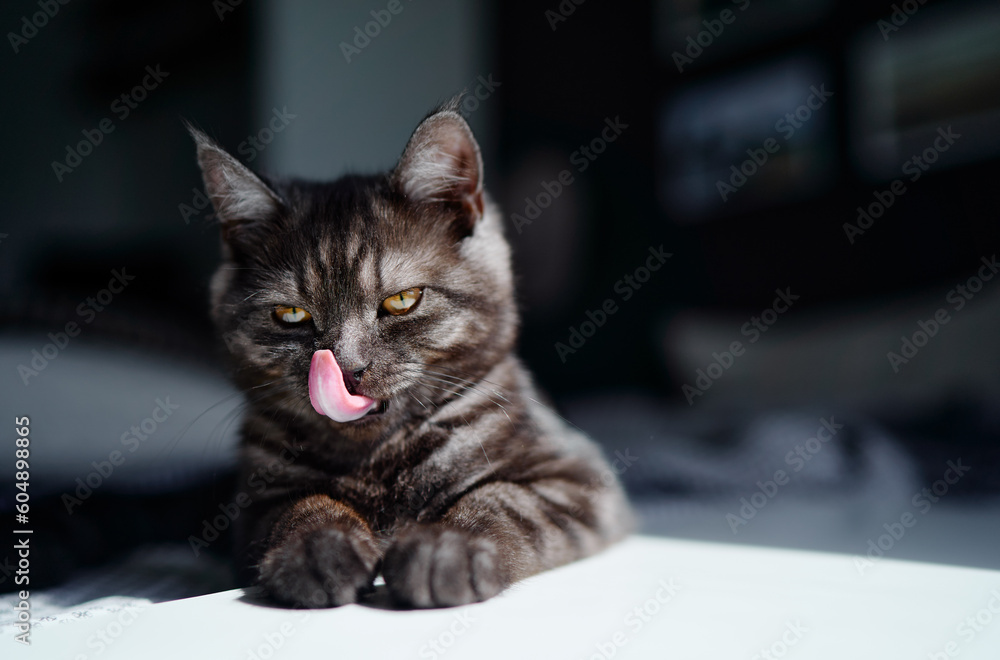 Adorable little cat lying on the bed at home. Adorable little cat lying on the bed at home.