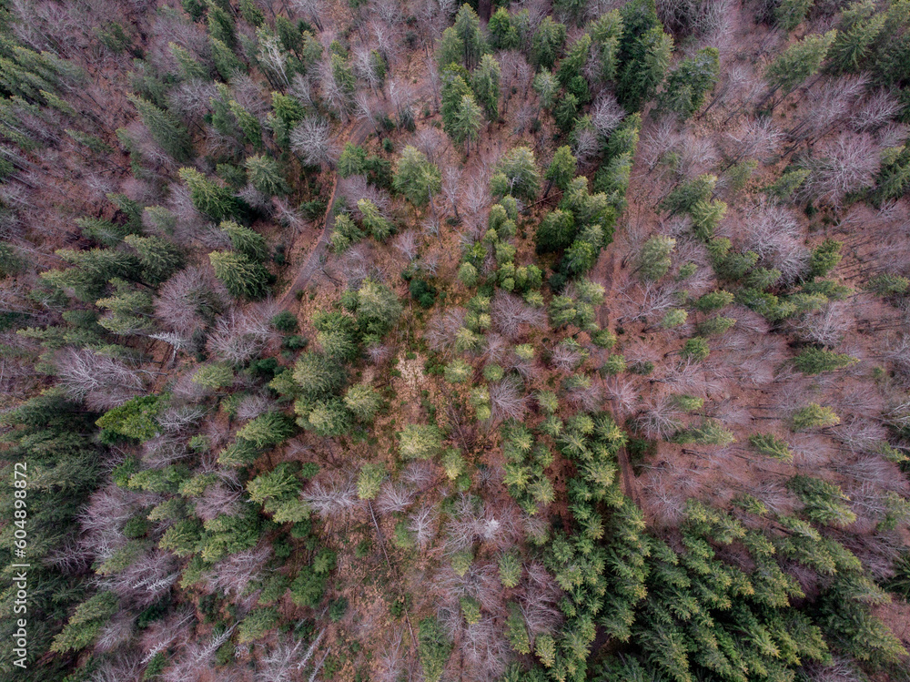 Carpathian forest
