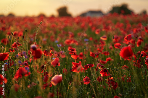 Beautiful summer day. Red poppy field.