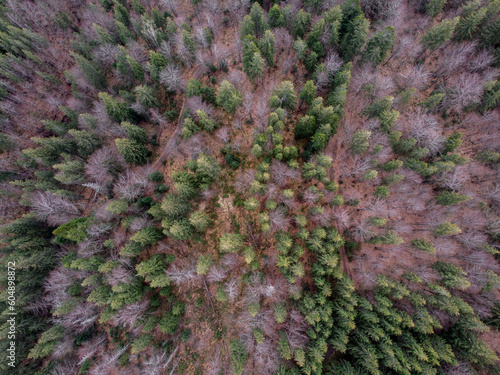Obraz na płótnie Carpathian forest w salonie