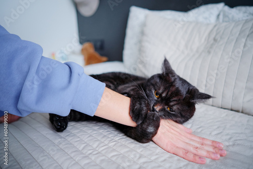 Adorable scottish black tabby cat bitting his owner's hand. photo