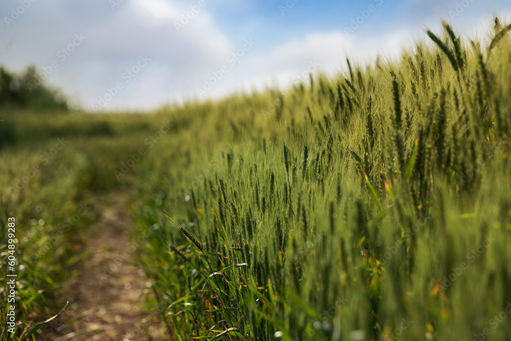 green wheat ears up close with shallow depth of field, wheat field, blue sky green wheat ears up close with shallow depth of field, wheat field, blue sky