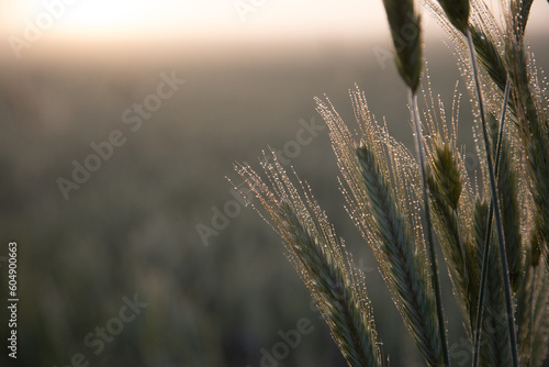 Golden Sunrise Harvest: Summer's Abundant Grain Fields of Northern Europe