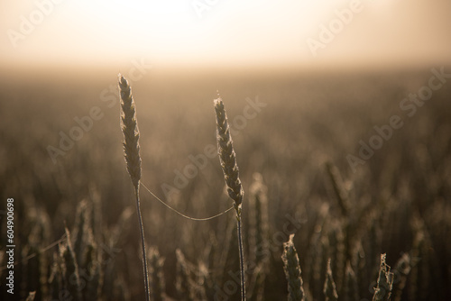 Golden Sunrise Harvest: Summer's Abundant Grain Fields of Northern Europe