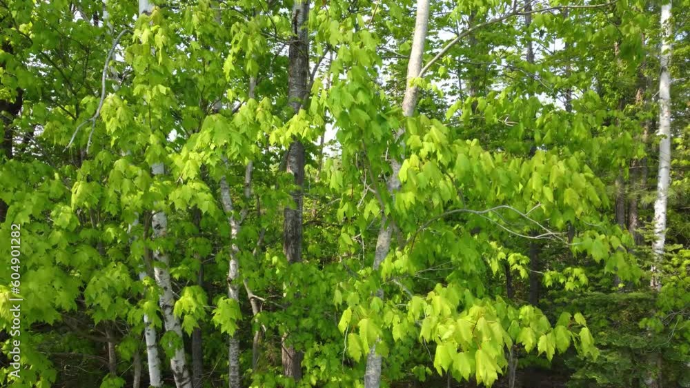 Leaves swaying in the wind in the Canadian mixed forest in Quebec Leaves swaying in the wind in the Canadian mixed forest in Quebec
