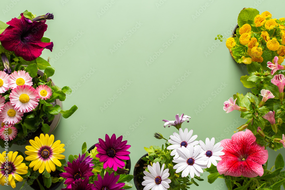 Obraz premium Spring decoration of a home balcony or terrace with flowers, Osteospermum and Calceolaria, Mimulus and Petunia on a green background, home gardening and hobbies, biophilic design