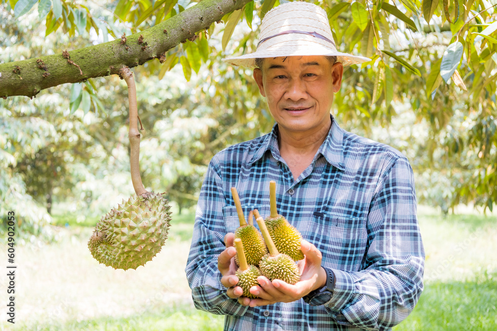 Fruits of small durian trees fall before they grow Fruits of small durian trees fall before they grow