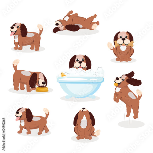 Various poses of a cute domestic dog. Set of a cute dog.
