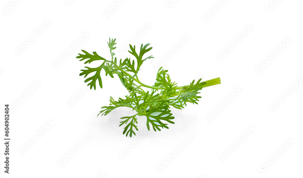Fresh green plant, nutritious, tasty green parsley. Vector illustration. Vegetables ingredients in triangulation technique. Fresh green plant, nutritious, tasty green parsley. Vector illustration. Vegetables ingredients in triangulation technique.