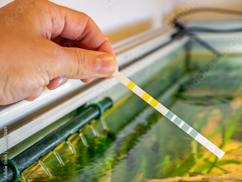 Hand holding aquarium test strip pads to check aquarium parameters in a freshwater aquarium photo