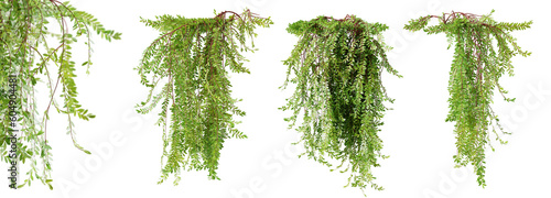 Set of Phyllanthus Myrtifoliu creeper plant, vol 1, isolated on white background. 3D render. photo