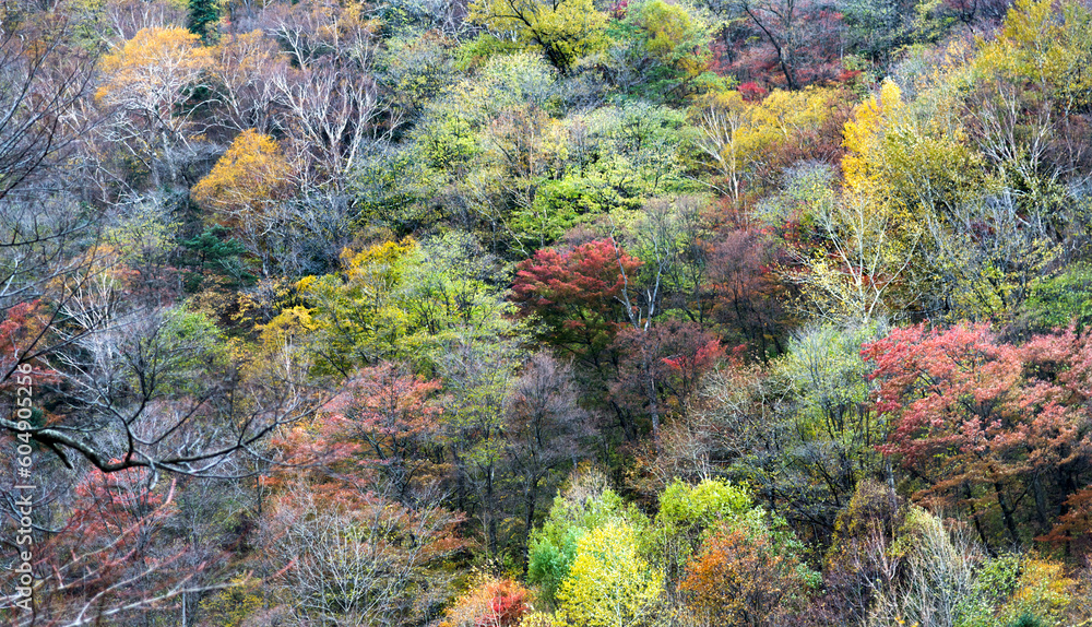 Colorful autumn trees in China