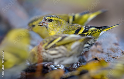  Eurasian Siskin (Spinus spinus) looking through bunch of friends while drinking on water pond
