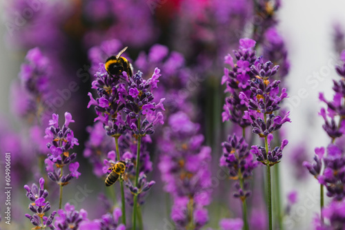 Bees on purple flowers