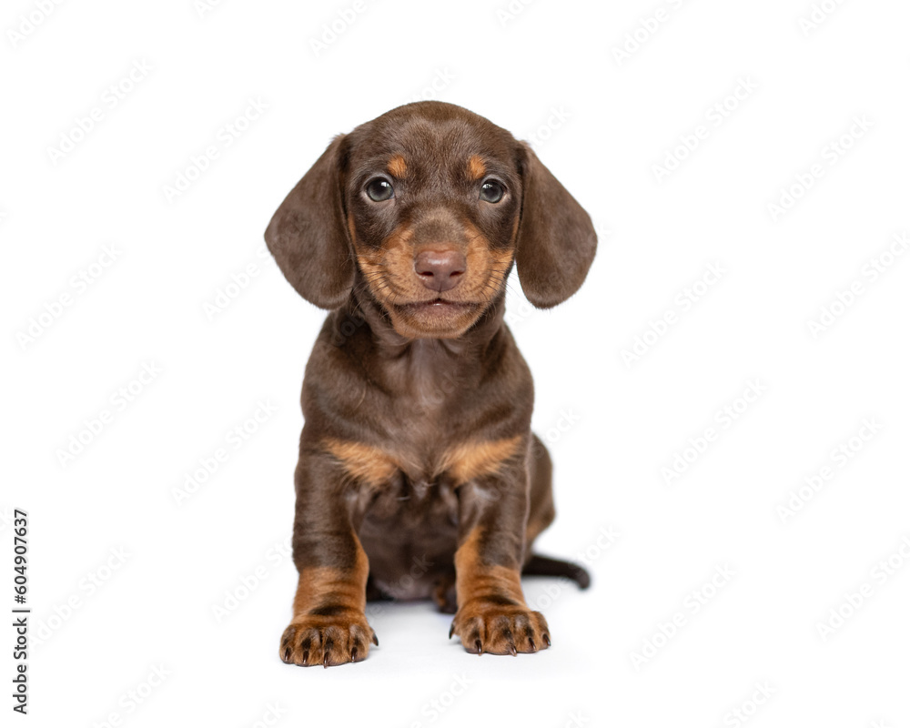 dachshund puppy dog isolated on white studio background dachshund puppy dog isolated on white studio background