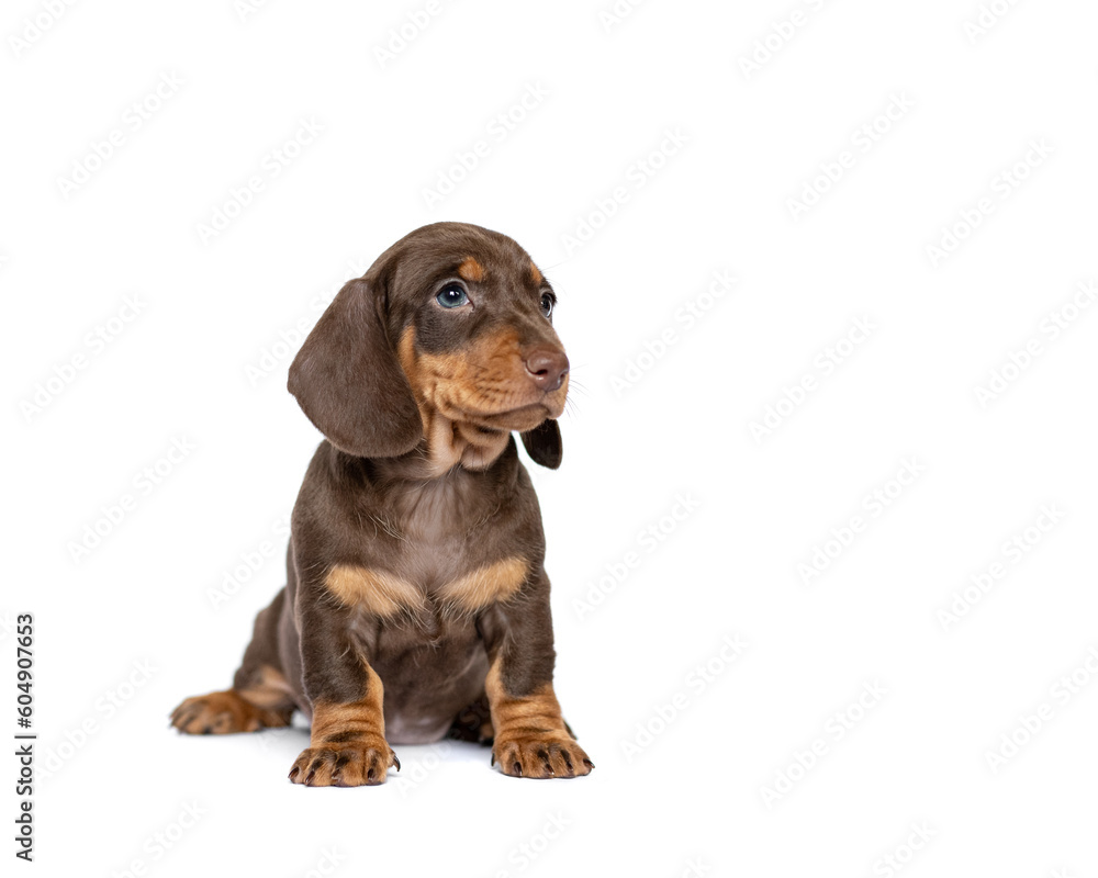 dachshund puppy dog isolated on white studio background banner